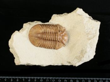 Asaphus kowalewskii LAWROW 1868