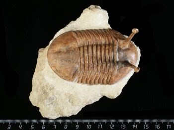 Asaphus kowalewskii LAWROW 1868