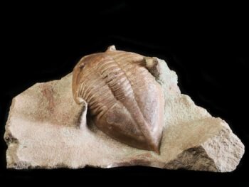 Megistaspidella triangularis (SCHMIDT 1906)