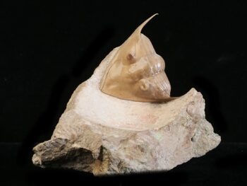 Megistaspidella triangularis (SCHMIDT 1906)