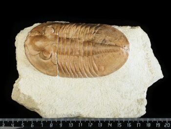 Pseudoasaphinus tecticaudatus (STEINHARDT 1874)