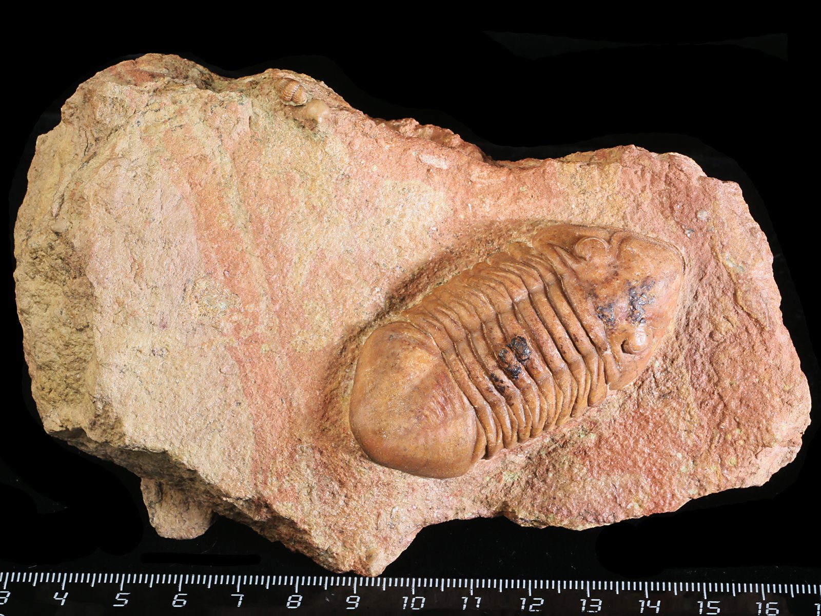 adl 10980 1 Delphasaphus delphinus (LAWROW 1856) with Panderia triquetra VOLBORTH 1863 - Image 2