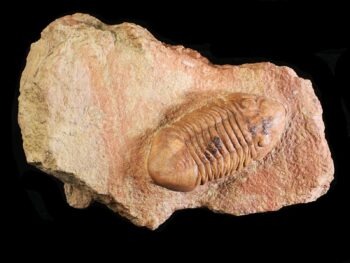 Delphasaphus delphinus (LAWROW 1856) with Panderia triquetra VOLBORTH 1863