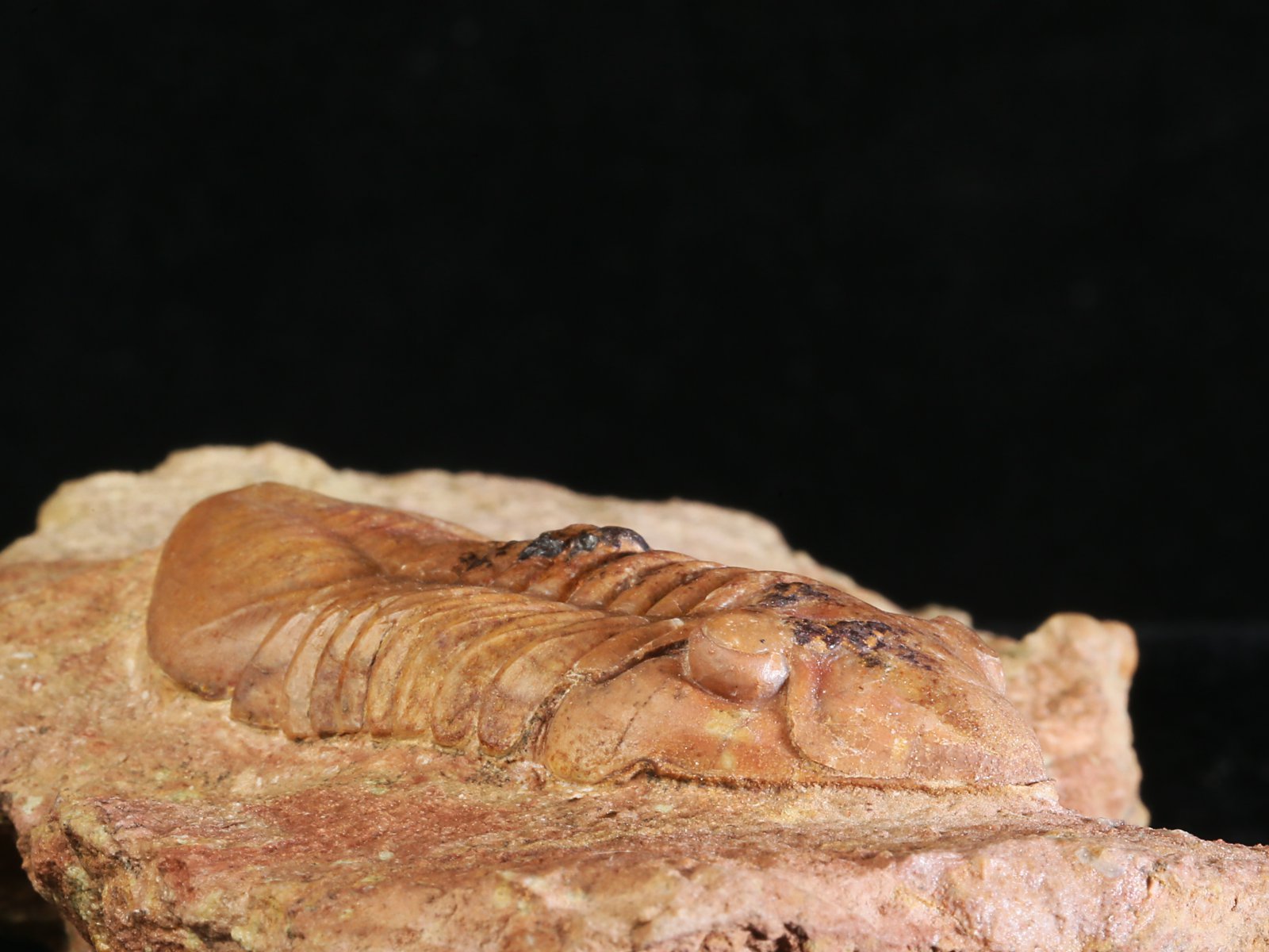 adl 10980 4 Delphasaphus delphinus (LAWROW 1856) with Panderia triquetra VOLBORTH 1863 - Image 5