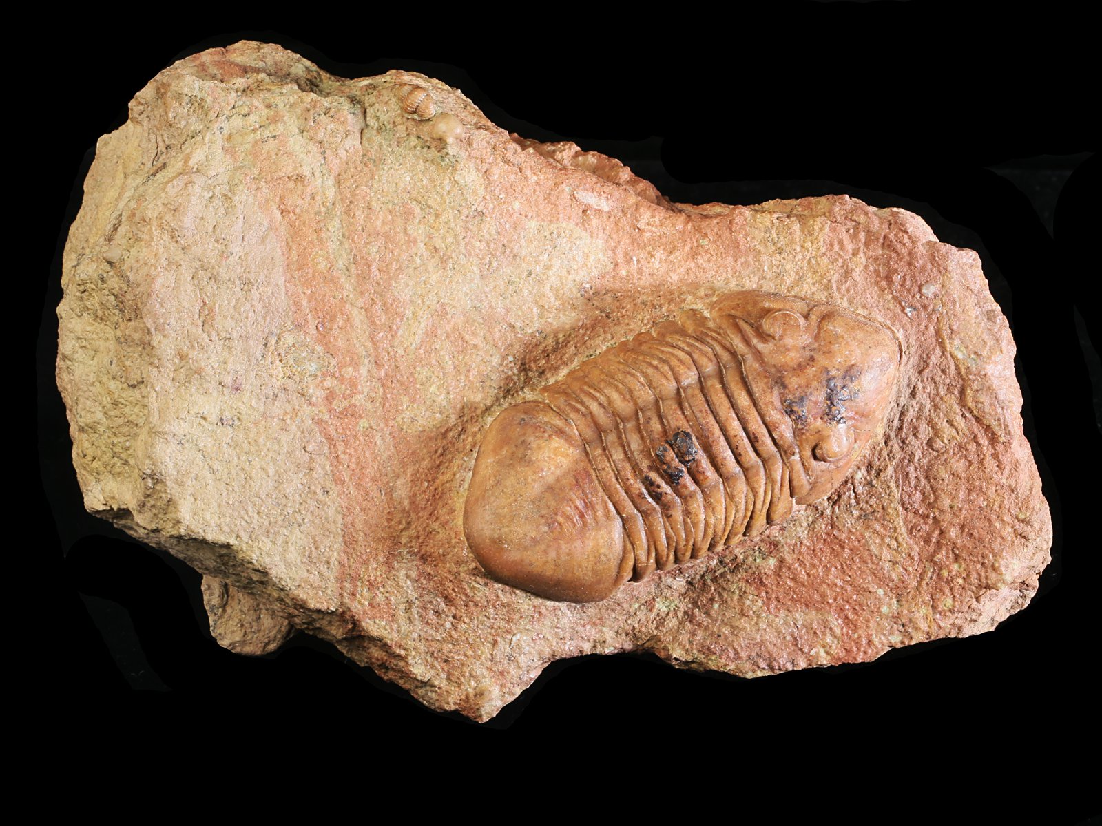 adl 10980 Delphasaphus delphinus (LAWROW 1856) with Panderia triquetra VOLBORTH 1863