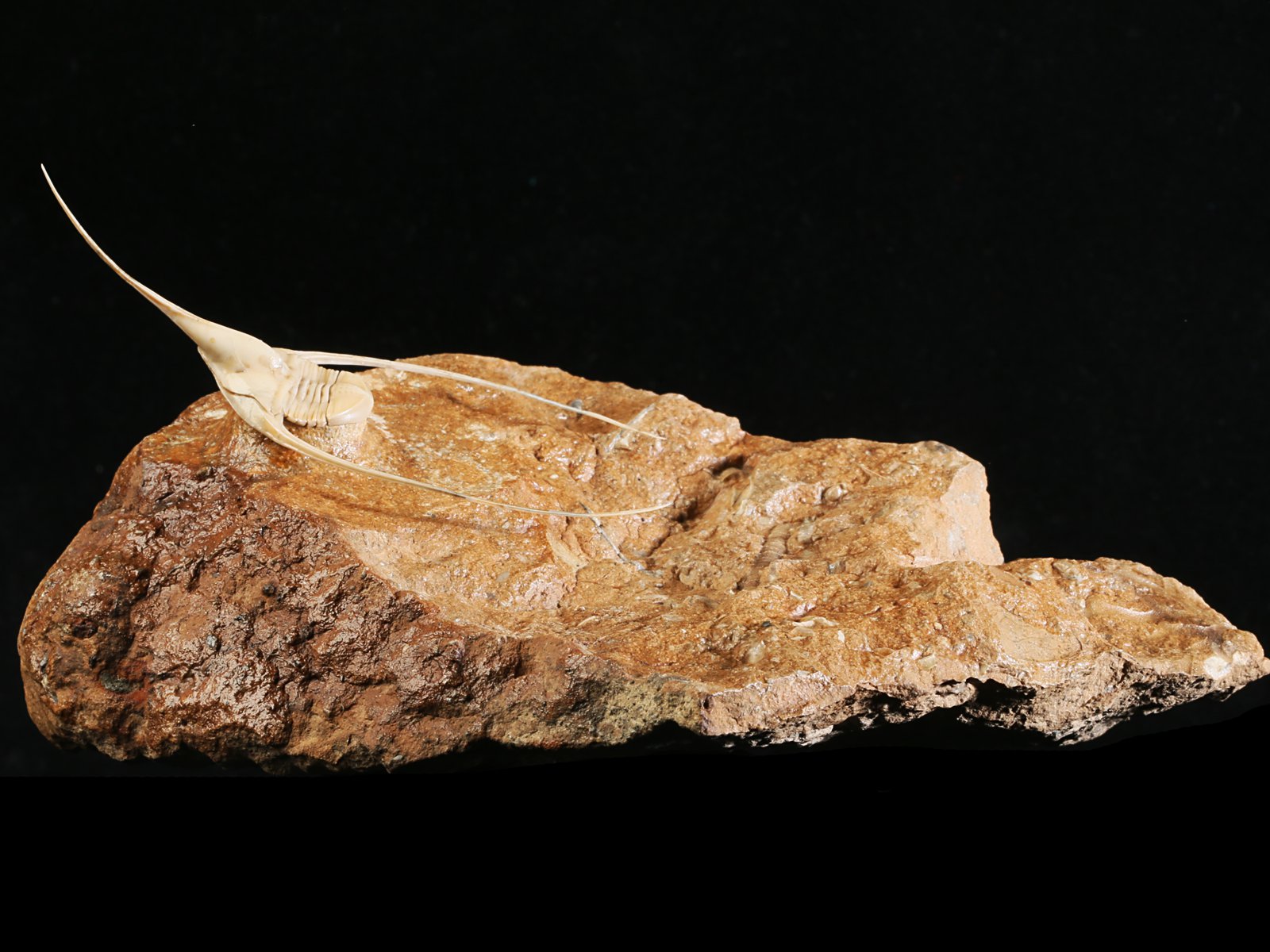 amp 10986 1 Lonchodomas rostratus (SARS 1835) - Image 2