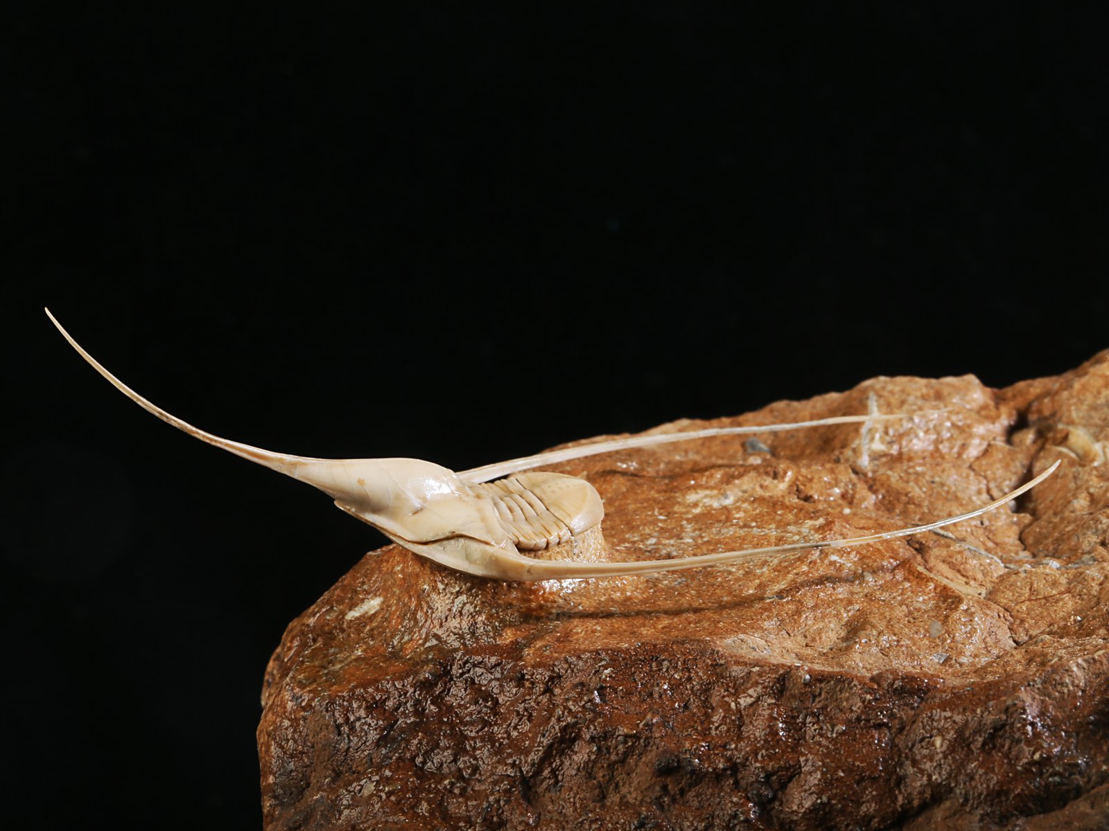 amp 10986 10 Lonchodomas rostratus (SARS 1835) - Image 11