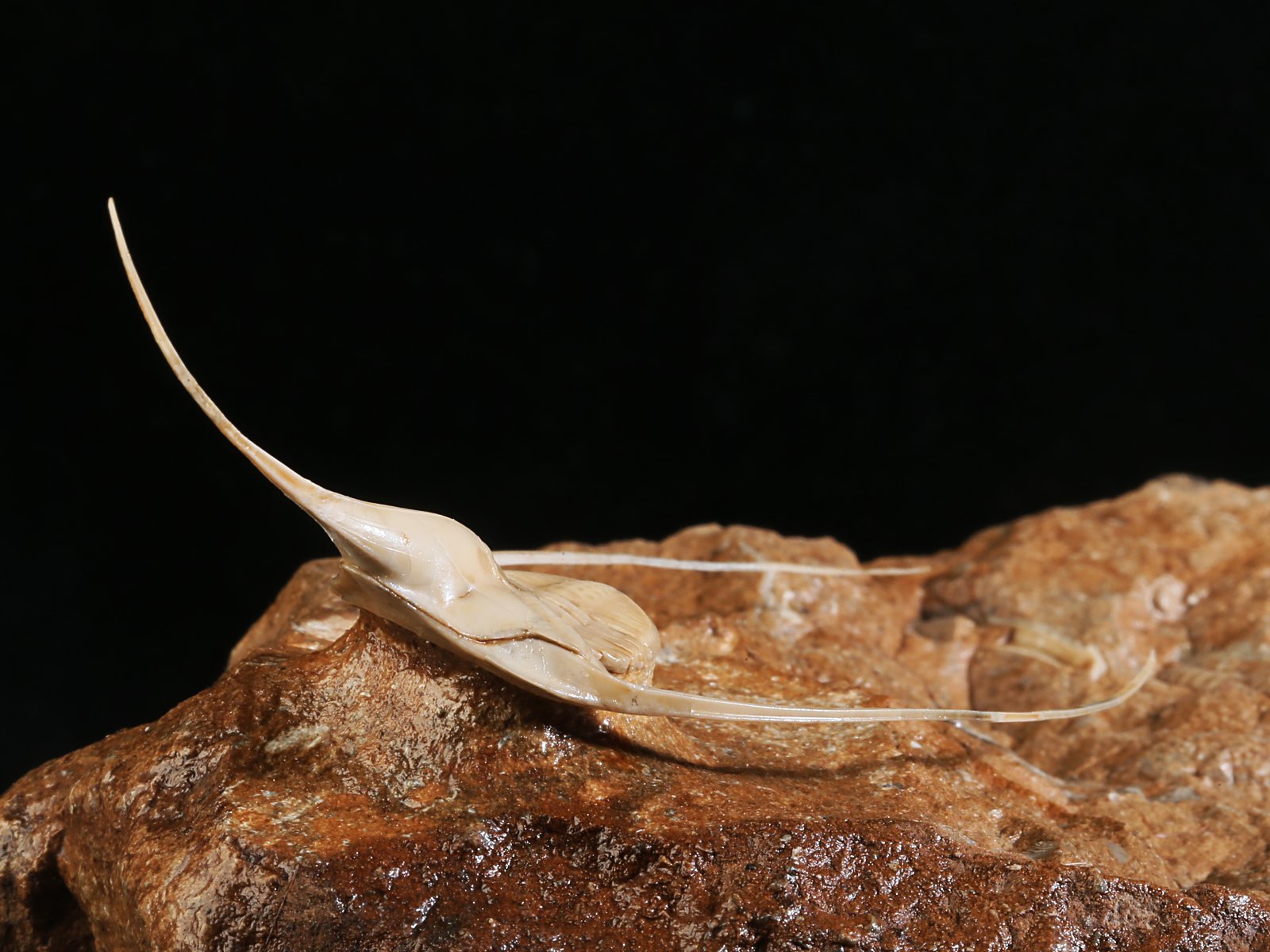 amp 10986 11 Lonchodomas rostratus (SARS 1835) - Image 12