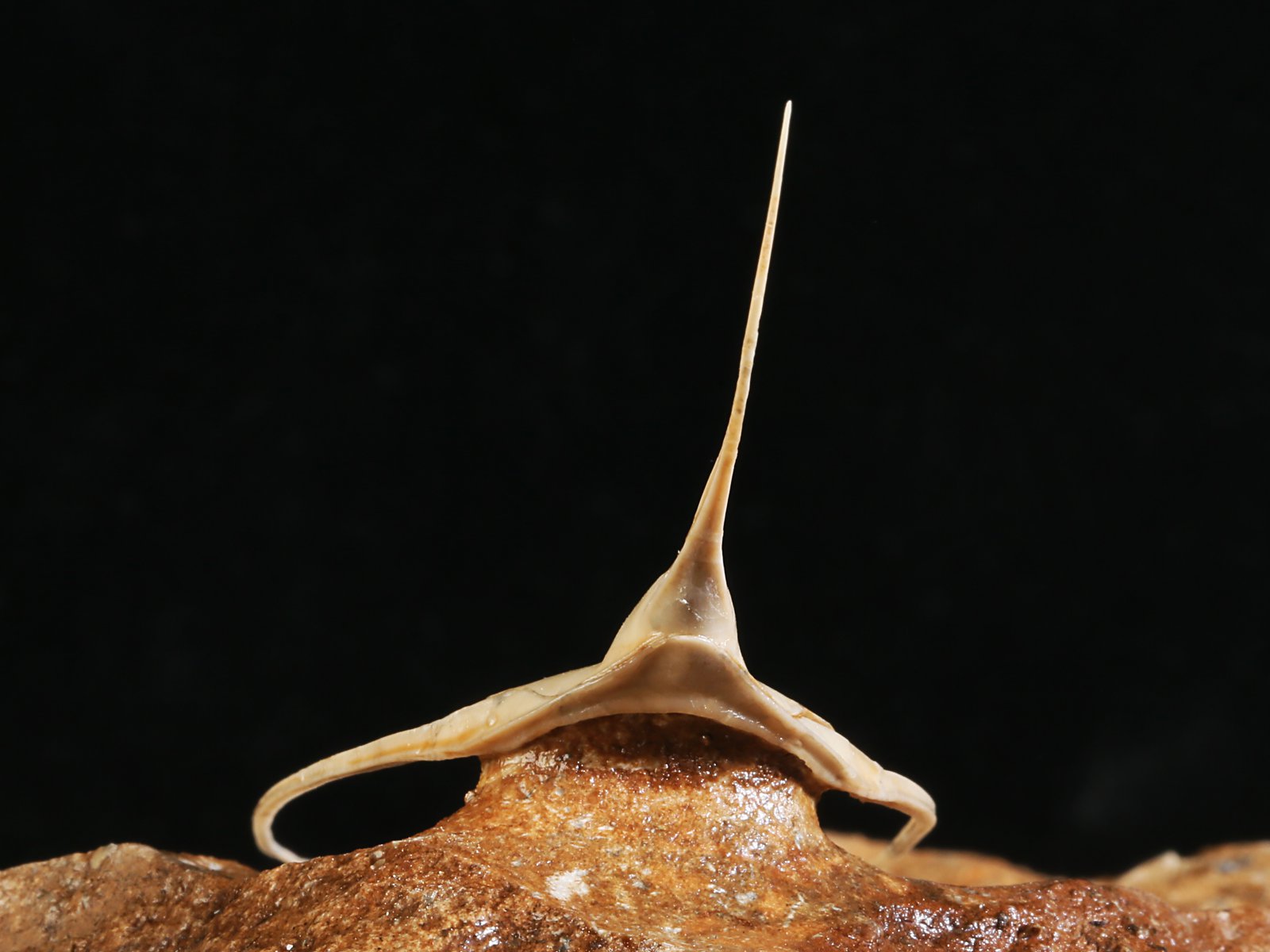 amp 10986 12 Lonchodomas rostratus (SARS 1835) - Image 13