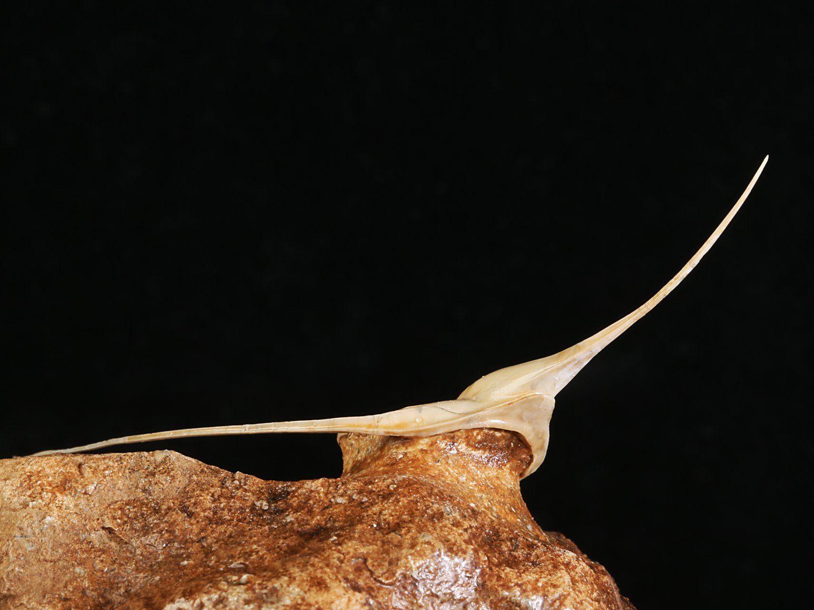 amp 10986 13 Lonchodomas rostratus (SARS 1835) - Image 14