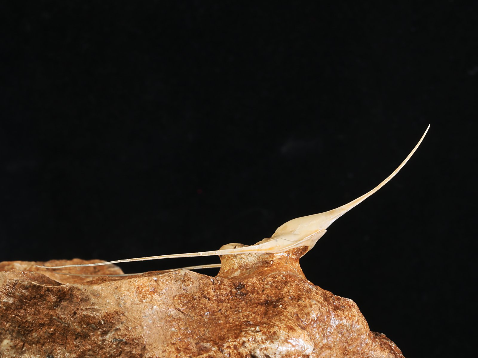 amp 10986 14 Lonchodomas rostratus (SARS 1835) - Image 15