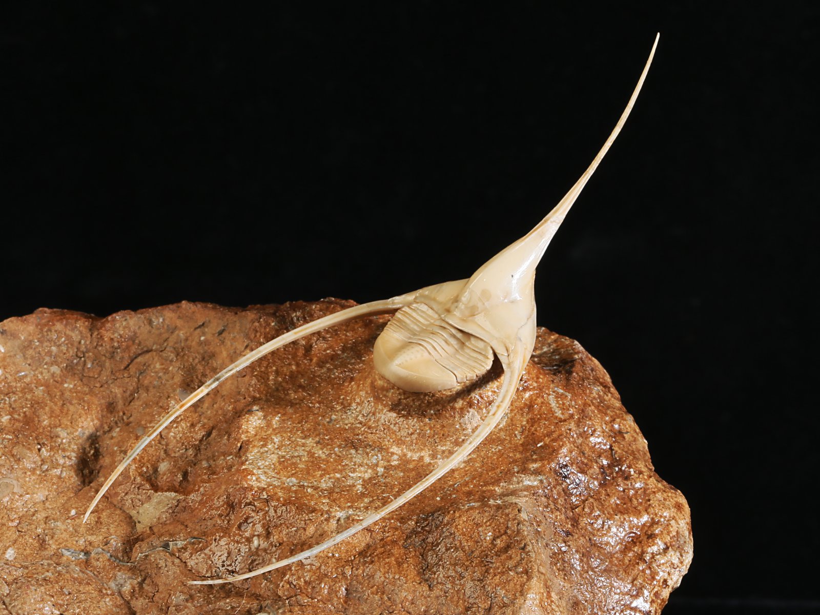 amp 10986 15 Lonchodomas rostratus (SARS 1835) - Image 16