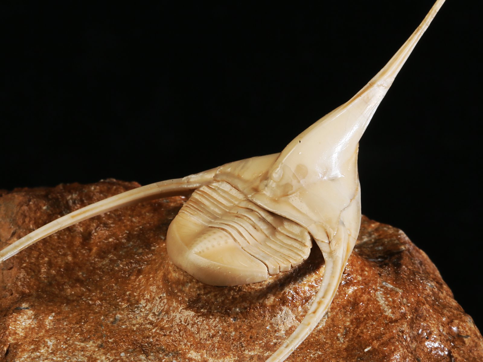 amp 10986 16 Lonchodomas rostratus (SARS 1835) - Image 17