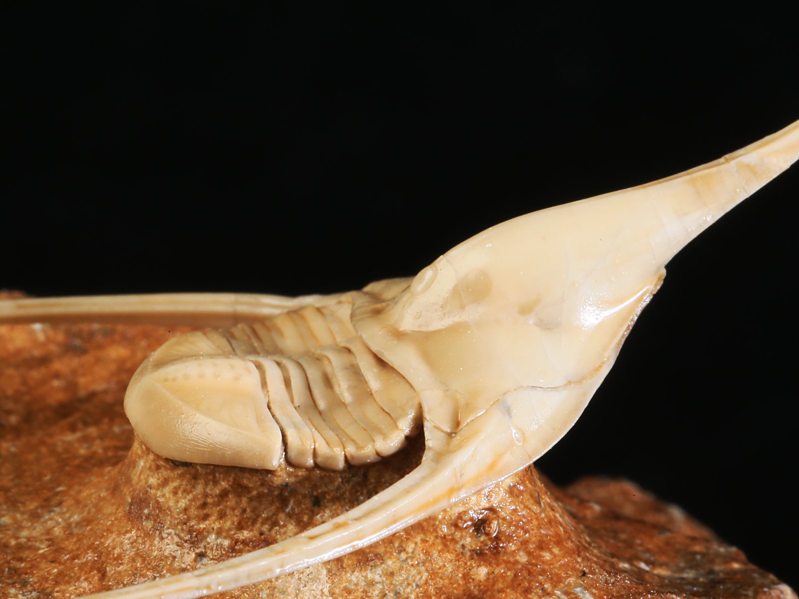 amp 10986 17 Lonchodomas rostratus (SARS 1835) - Image 18