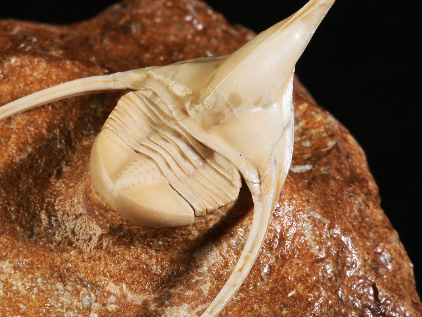 amp 10986 18 Lonchodomas rostratus (SARS 1835) - Image 19