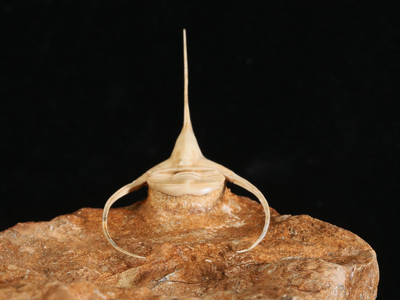 amp 10986 19 Lonchodomas rostratus (SARS 1835) - Image 20