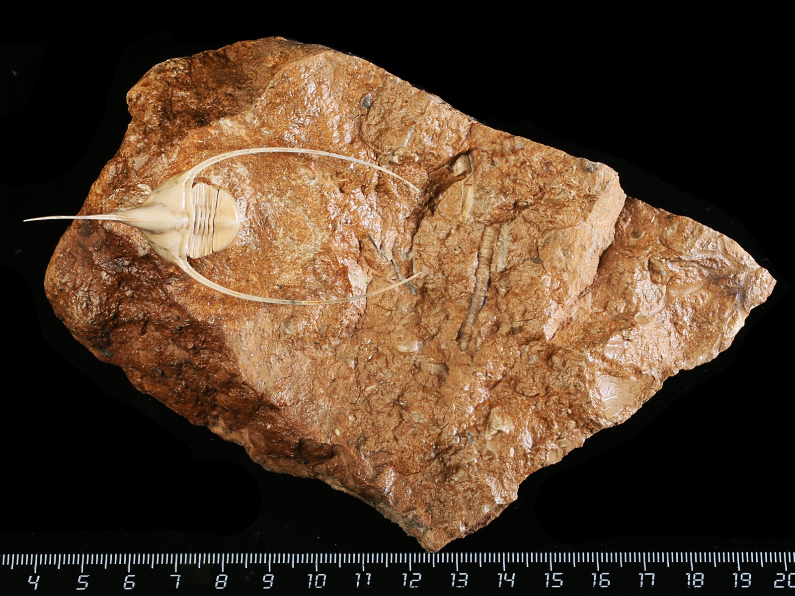 amp 10986 2 Lonchodomas rostratus (SARS 1835) - Image 3