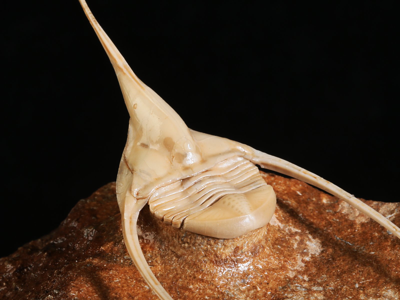 amp 10986 20 Lonchodomas rostratus (SARS 1835) - Image 21