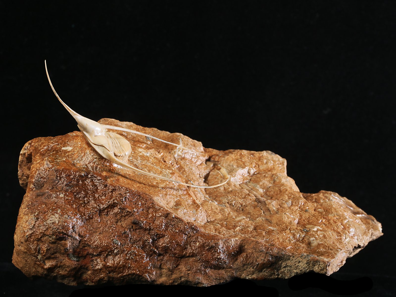 amp 10986 3 Lonchodomas rostratus (SARS 1835) - Image 4