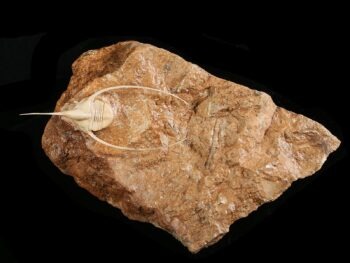 Lonchodomas rostratus (SARS 1835)