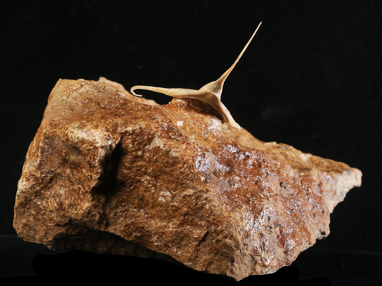 amp 10986 4 Lonchodomas rostratus (SARS 1835) - Image 5