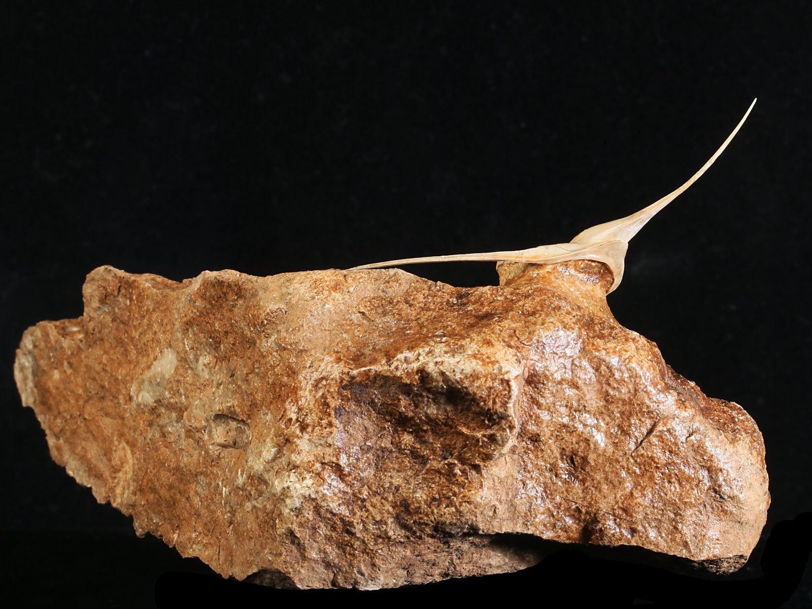 amp 10986 5 Lonchodomas rostratus (SARS 1835) - Image 6