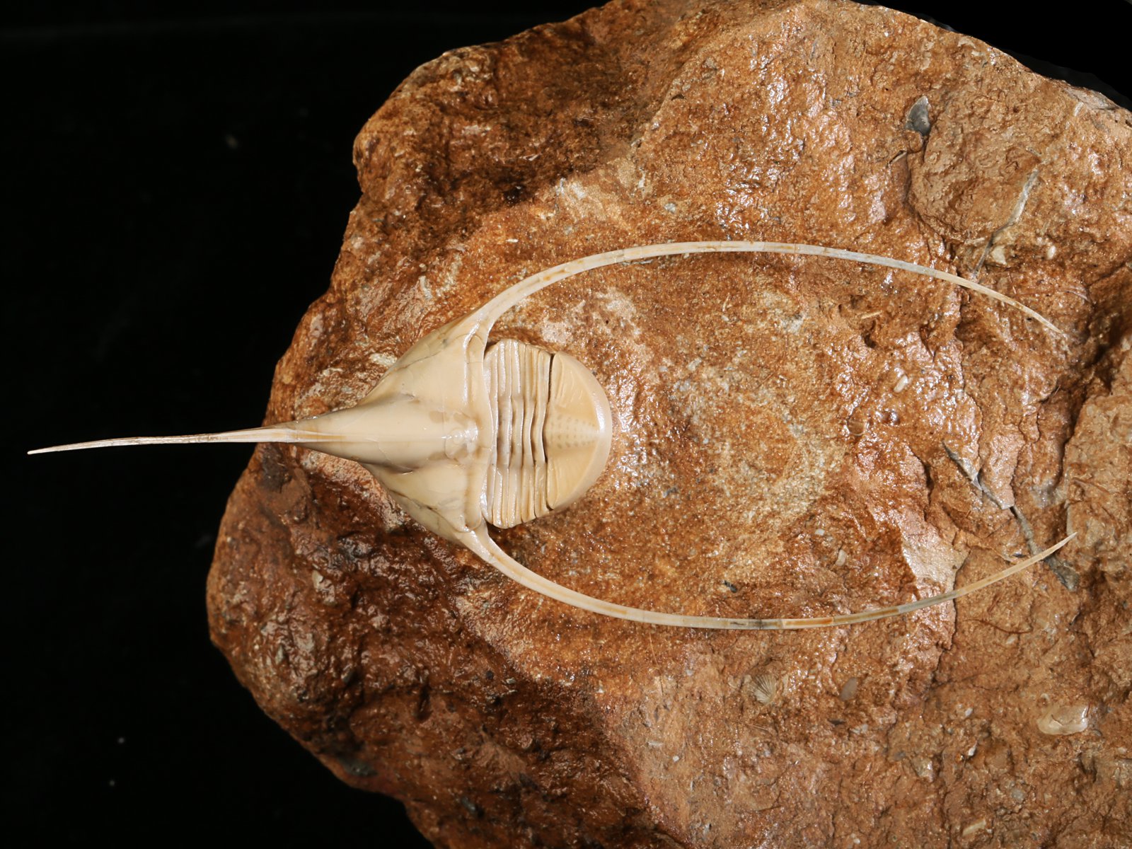 amp 10986 6 Lonchodomas rostratus (SARS 1835) - Image 7