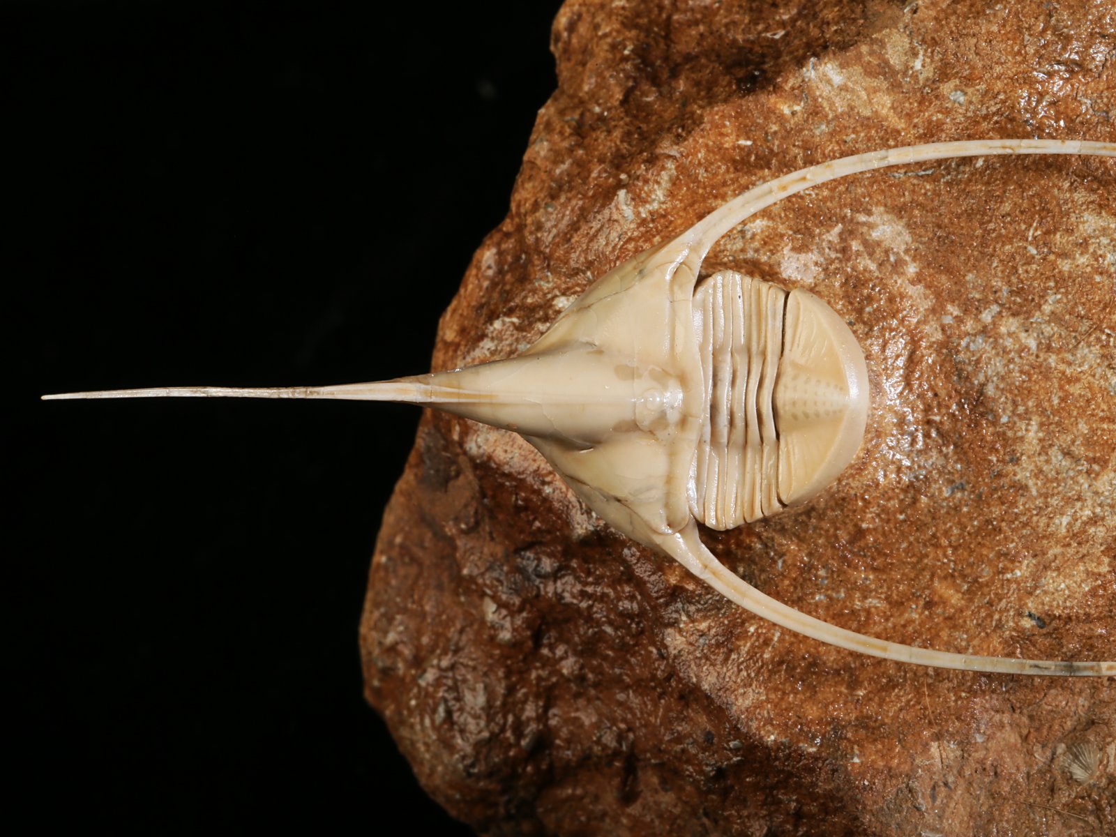 amp 10986 7 Lonchodomas rostratus (SARS 1835) - Image 8