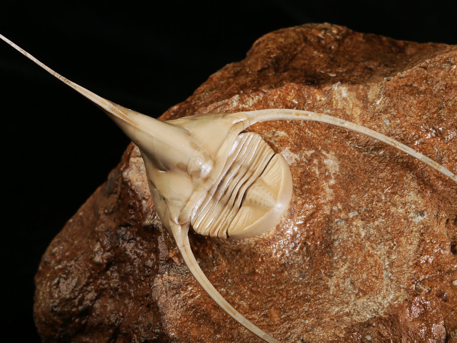 amp 10986 8 Lonchodomas rostratus (SARS 1835) - Image 9