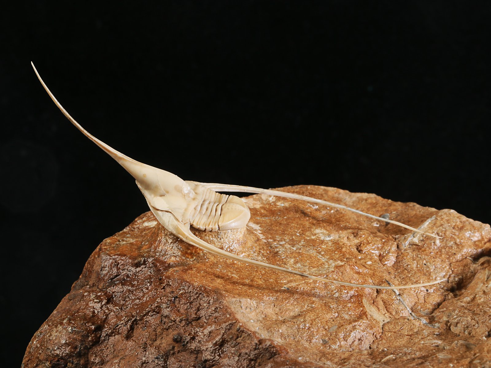 amp 10986 9 Lonchodomas rostratus (SARS 1835) - Image 10
