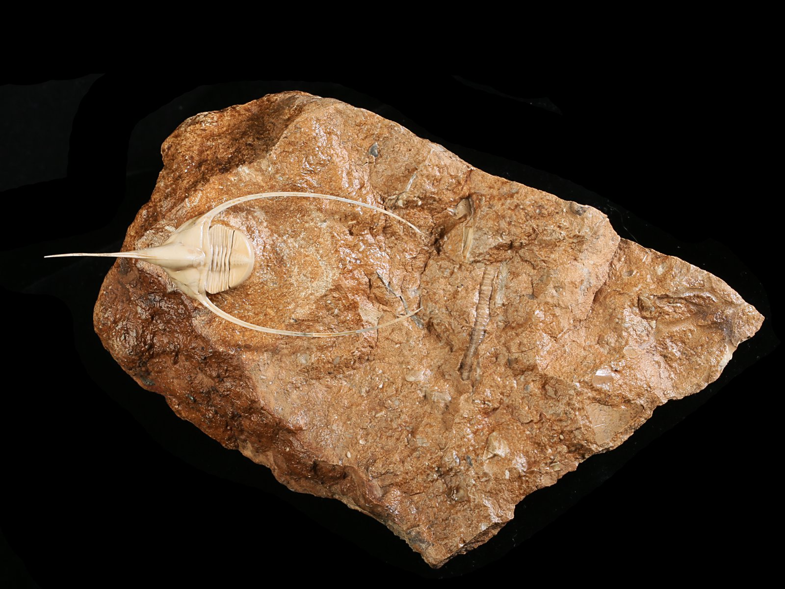 amp 10986 Lonchodomas rostratus (SARS 1835)