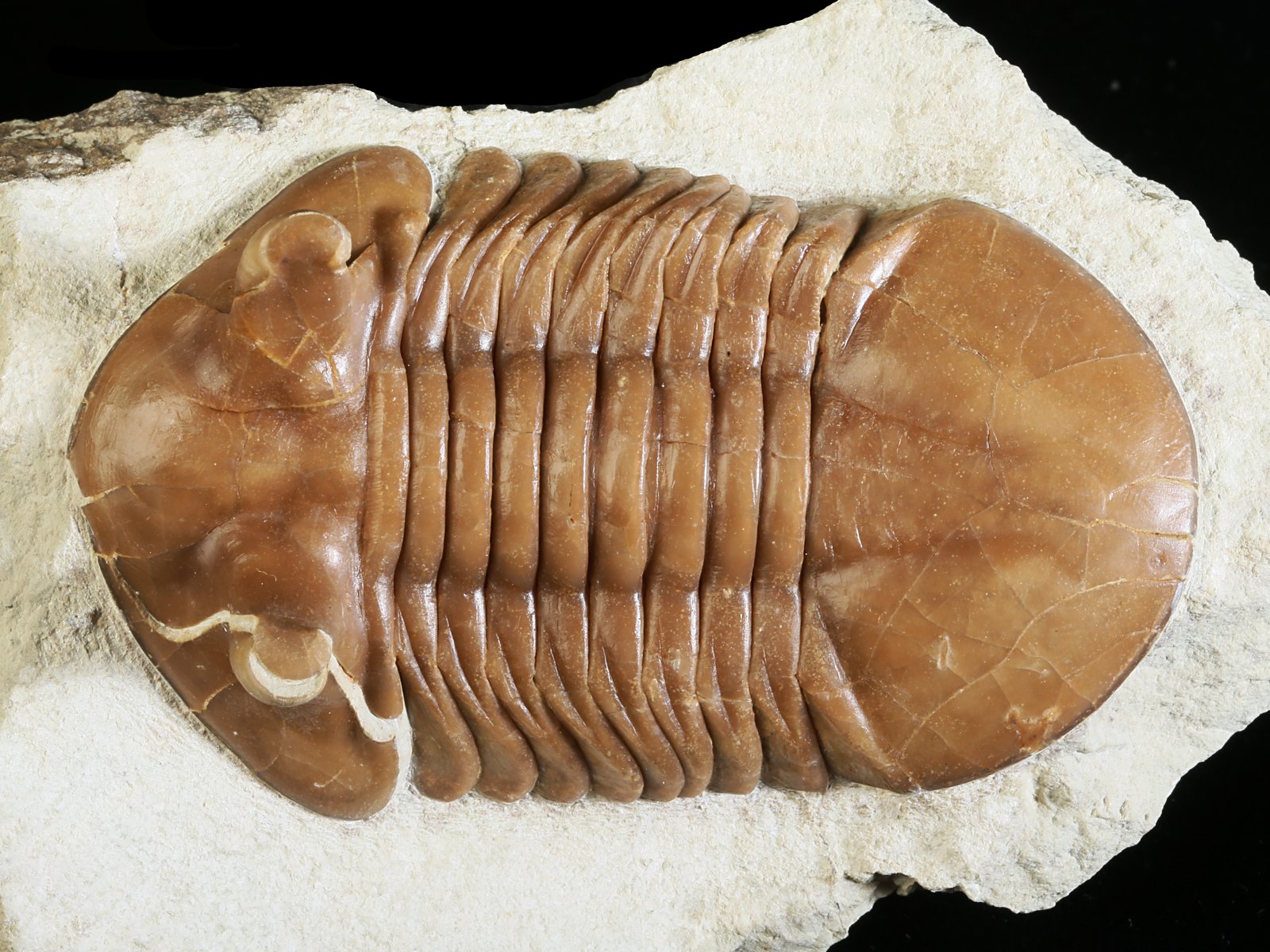 ap 10981 1 Asaphus punctatus LESSNIKOVA 1952 - Image 2