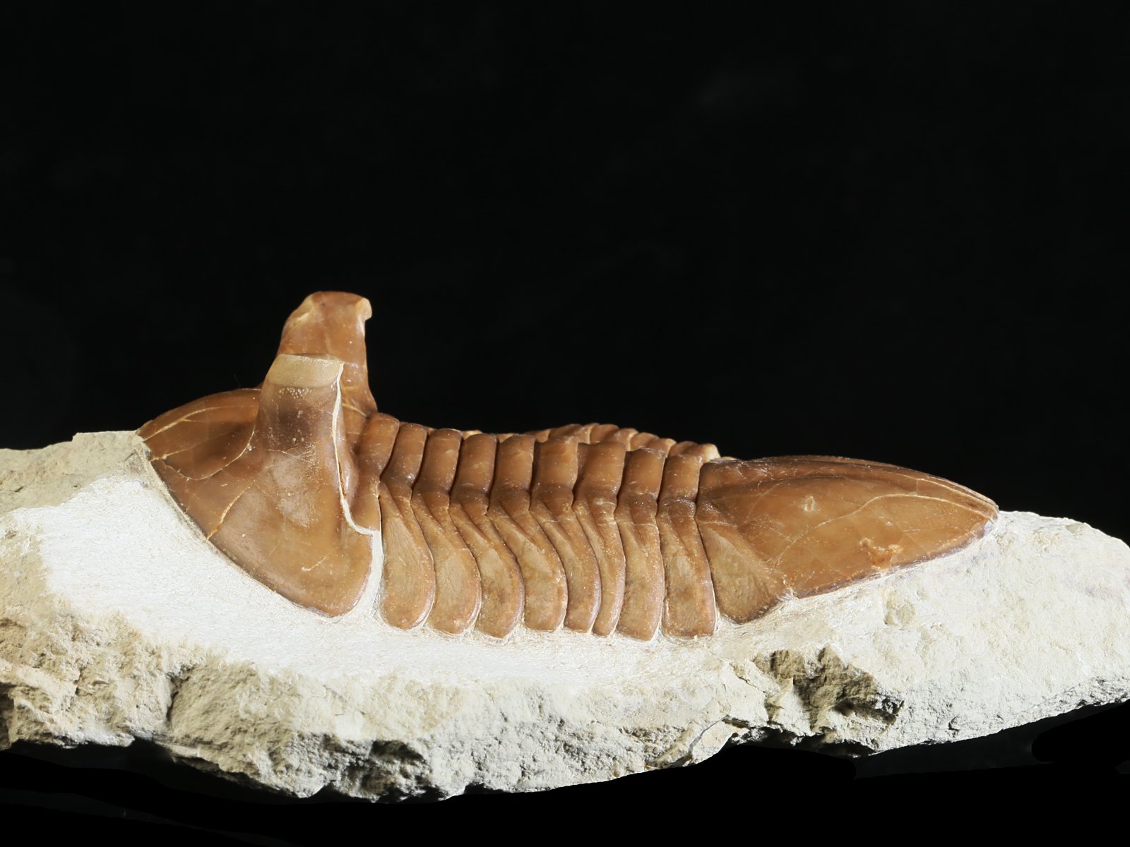ap 10981 2 Asaphus punctatus LESSNIKOVA 1952 - Image 3