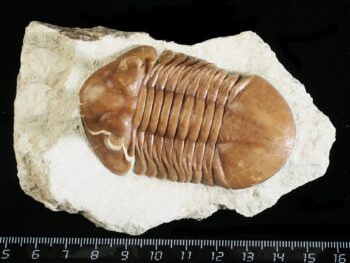 Asaphus punctatus LESSNIKOVA 1952