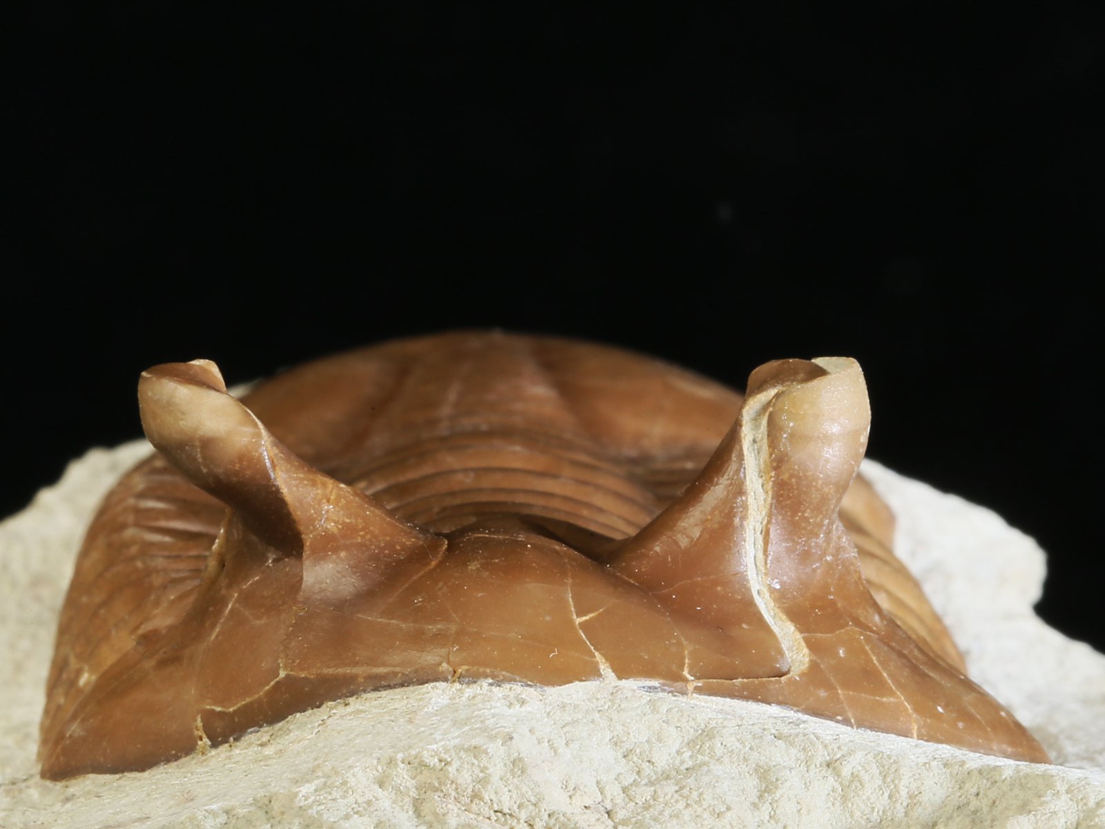 ap 10981 4 Asaphus punctatus LESSNIKOVA 1952 - Image 5