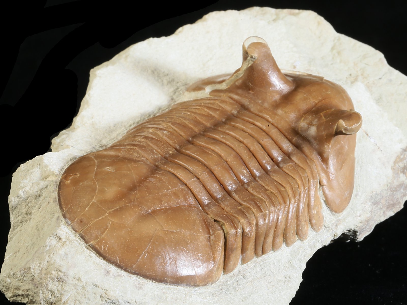 ap 10981 7 Asaphus punctatus LESSNIKOVA 1952 - Image 8