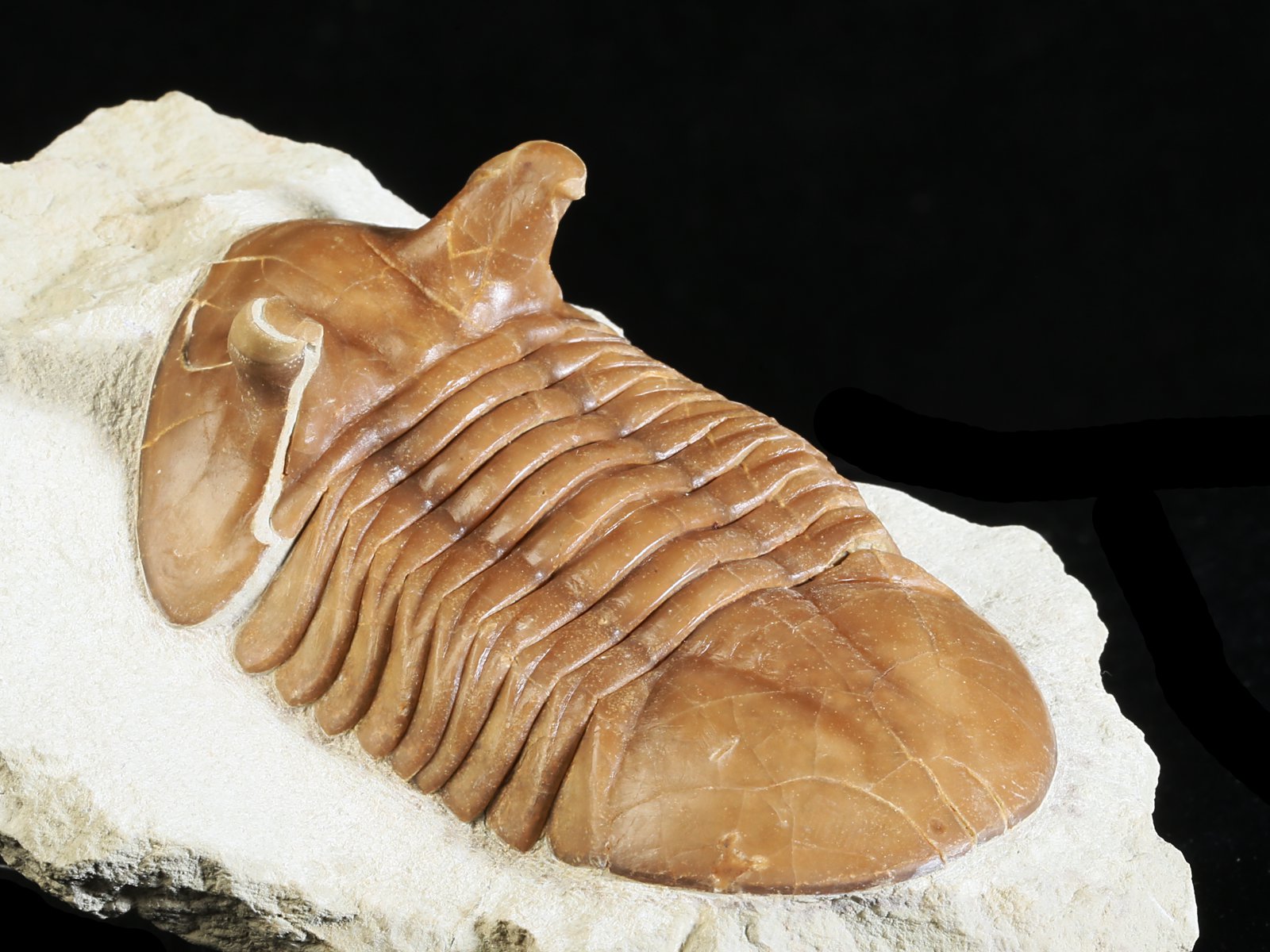 ap 10981 8 Asaphus punctatus LESSNIKOVA 1952 - Image 9