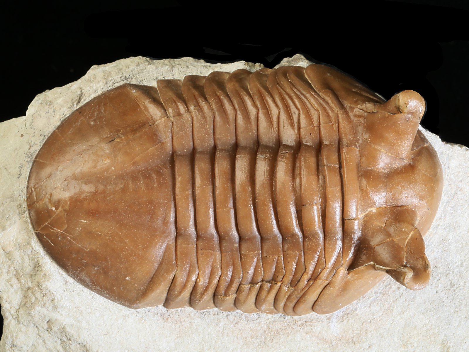 ap 10982 1 Asaphus punctatus LESSNIKOVA 1952 - Image 2