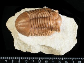 Asaphus punctatus LESSNIKOVA 1952