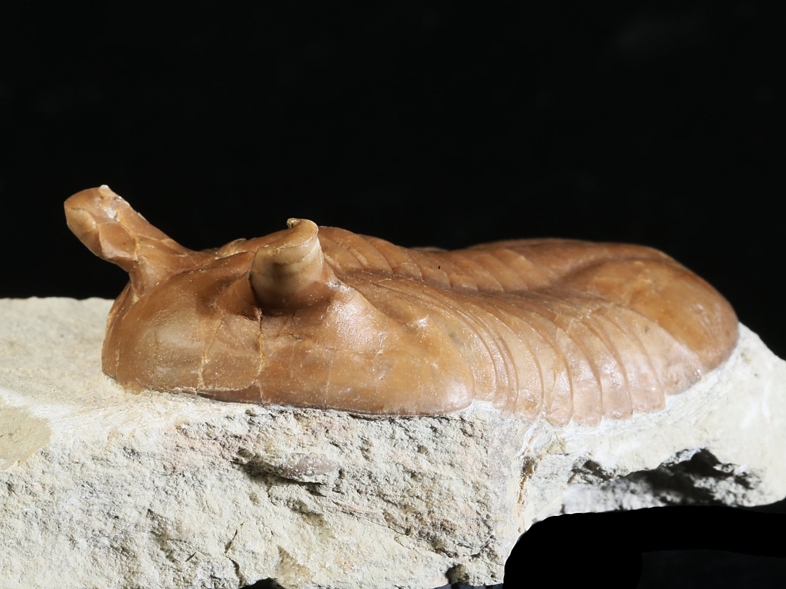 ap 10982 5 Asaphus punctatus LESSNIKOVA 1952 - Image 6