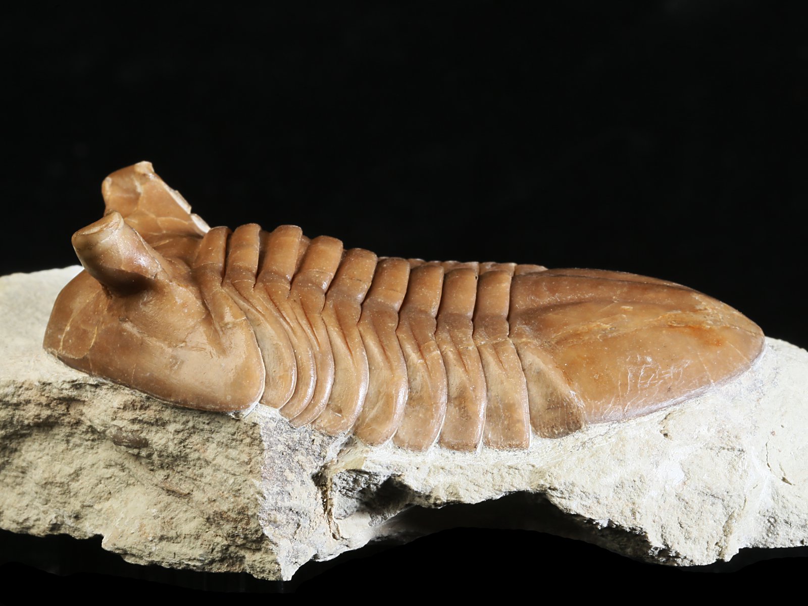 ap 10982 6 Asaphus punctatus LESSNIKOVA 1952 - Image 7