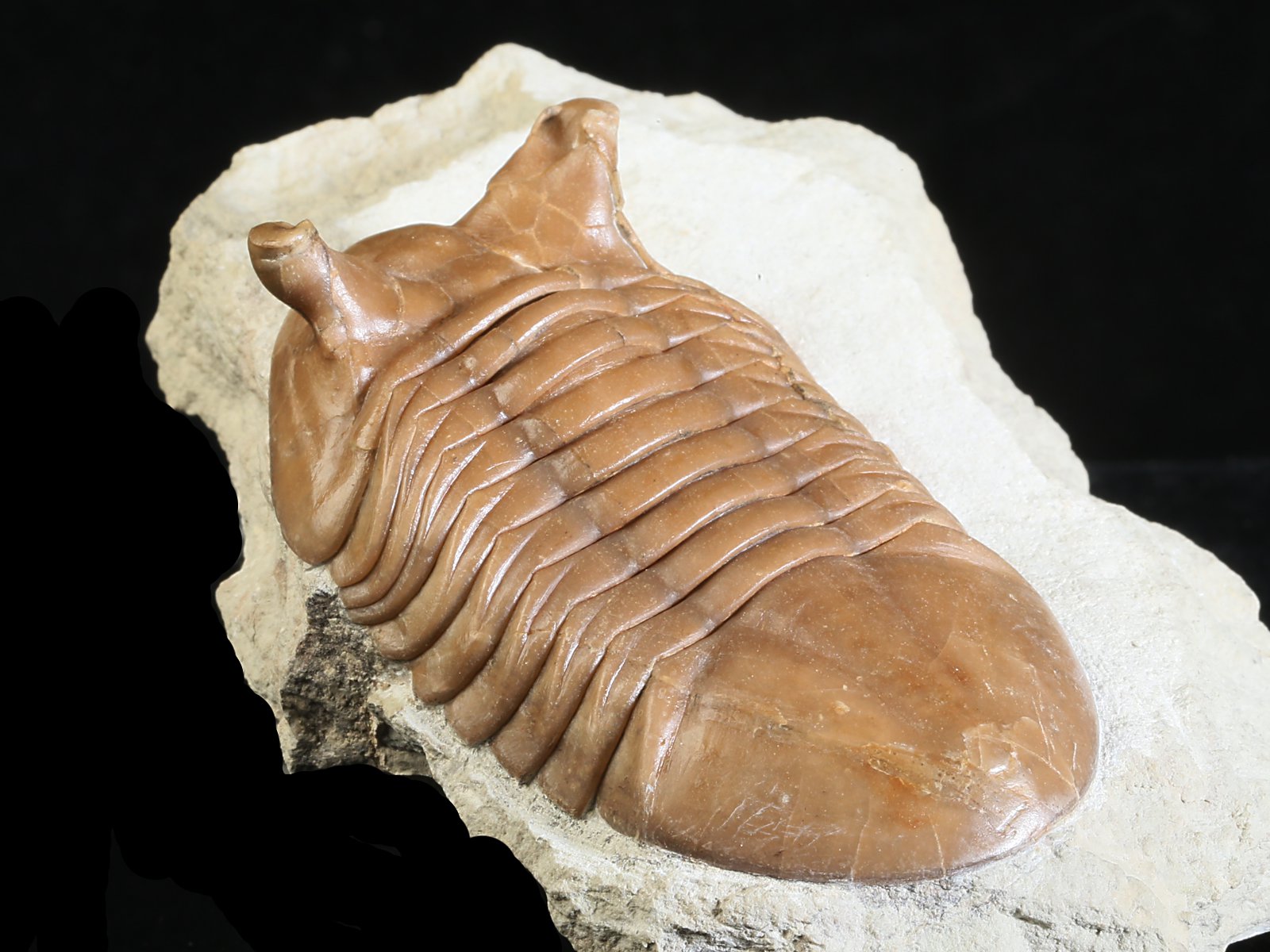 ap 10982 7 Asaphus punctatus LESSNIKOVA 1952 - Image 8
