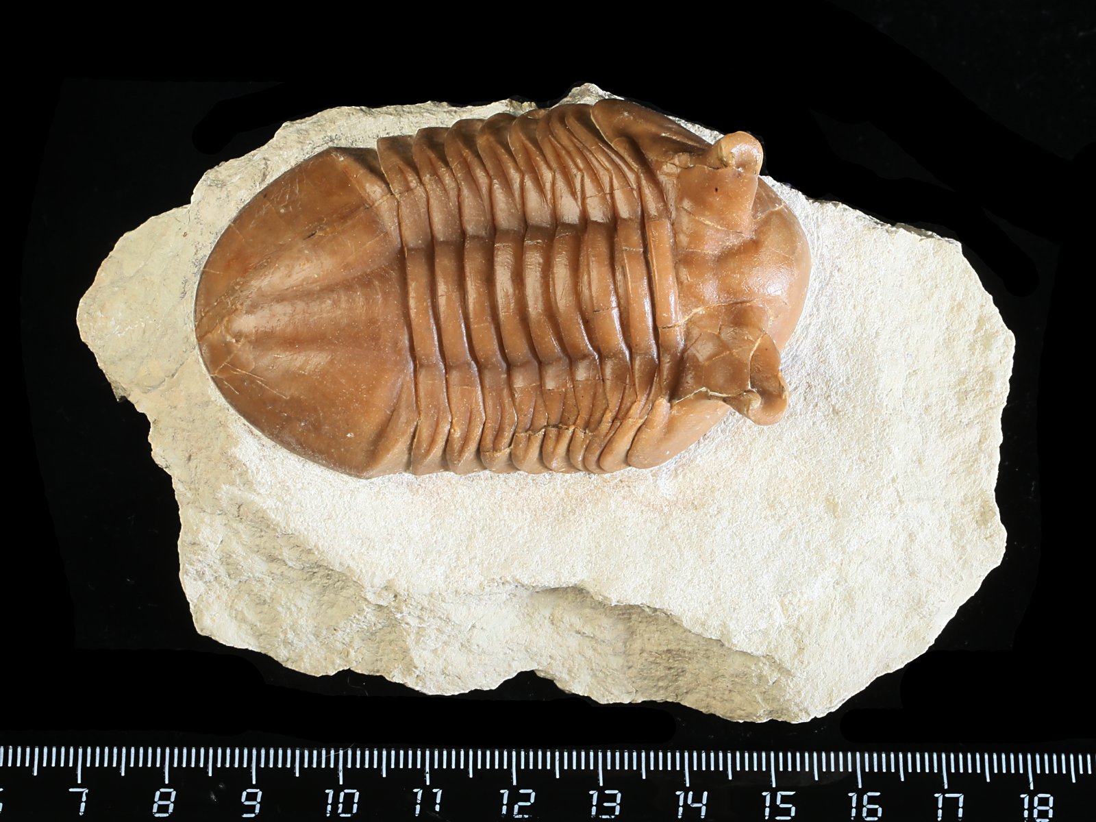 ap 10982 Asaphus punctatus LESSNIKOVA 1952