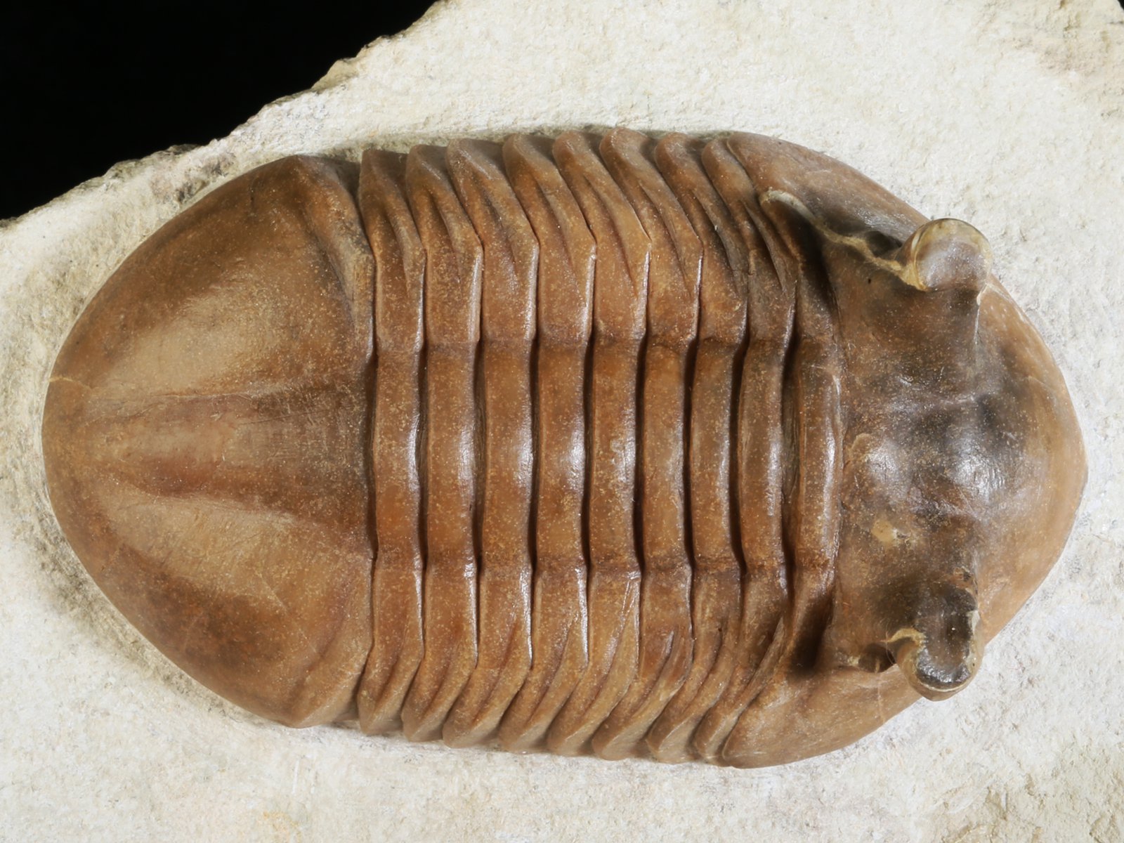 ap 10983 1 Asaphus punctatus LESSNIKOVA 1952 - Image 2