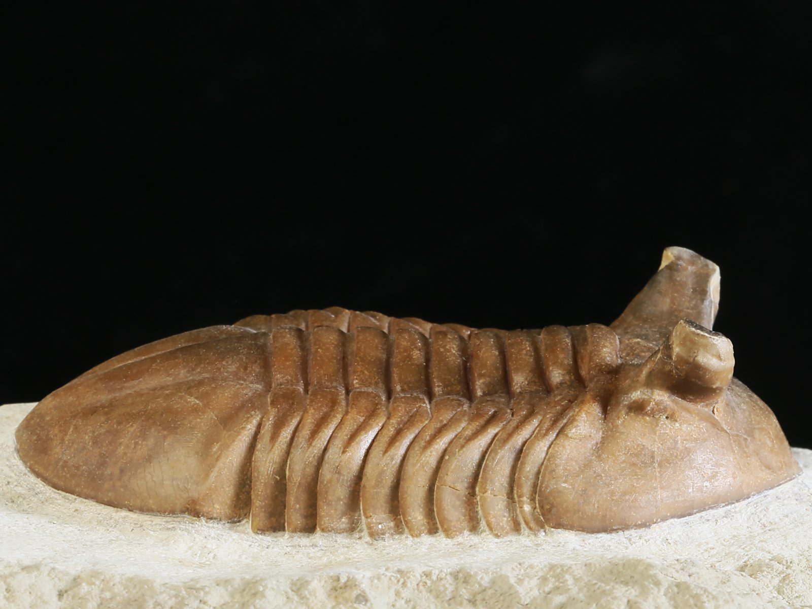 ap 10983 2 Asaphus punctatus LESSNIKOVA 1952 - Image 3
