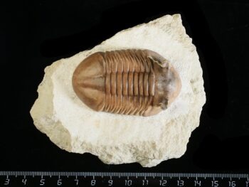 Asaphus punctatus LESSNIKOVA 1952
