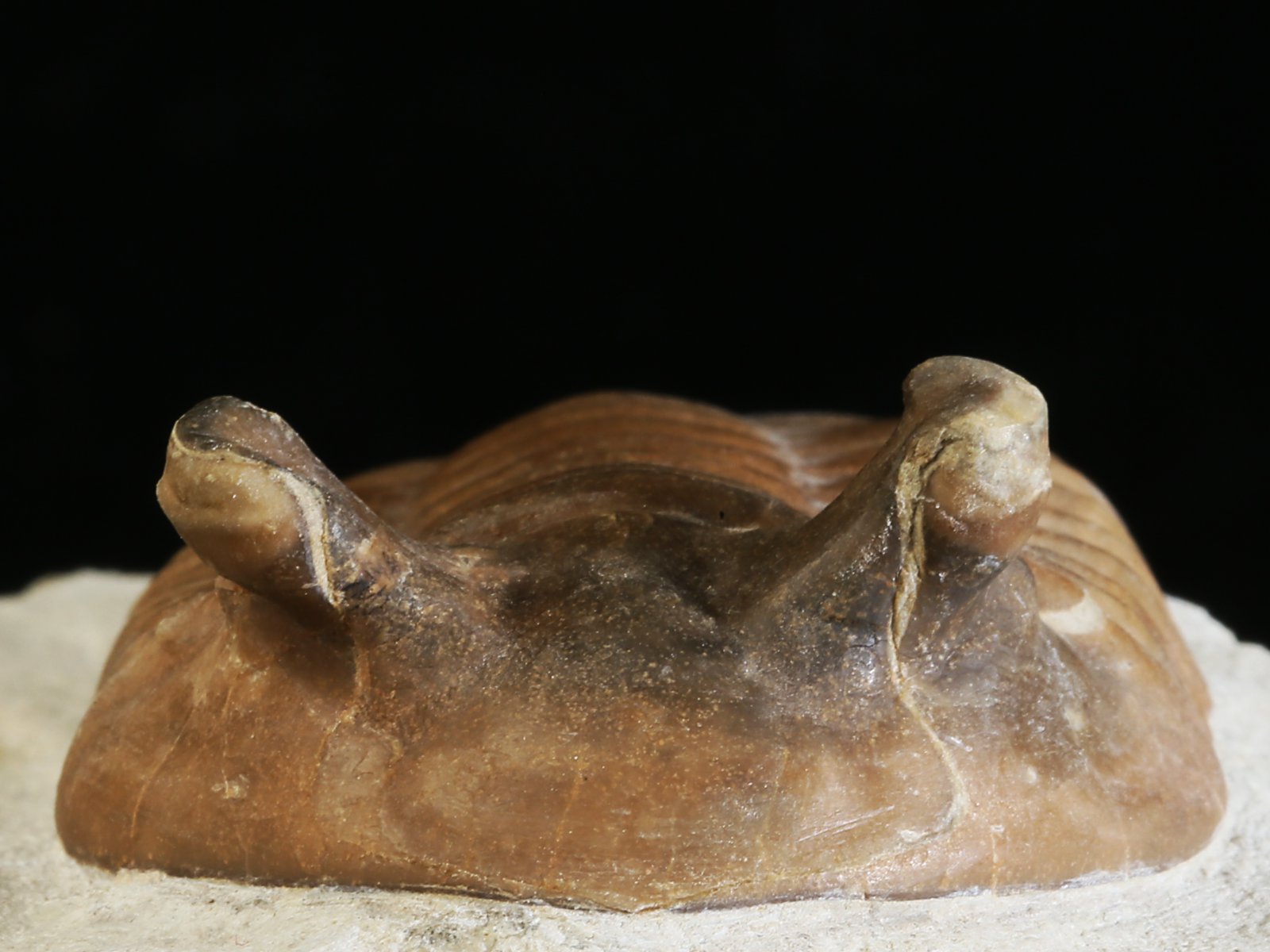 ap 10983 4 Asaphus punctatus LESSNIKOVA 1952 - Image 5