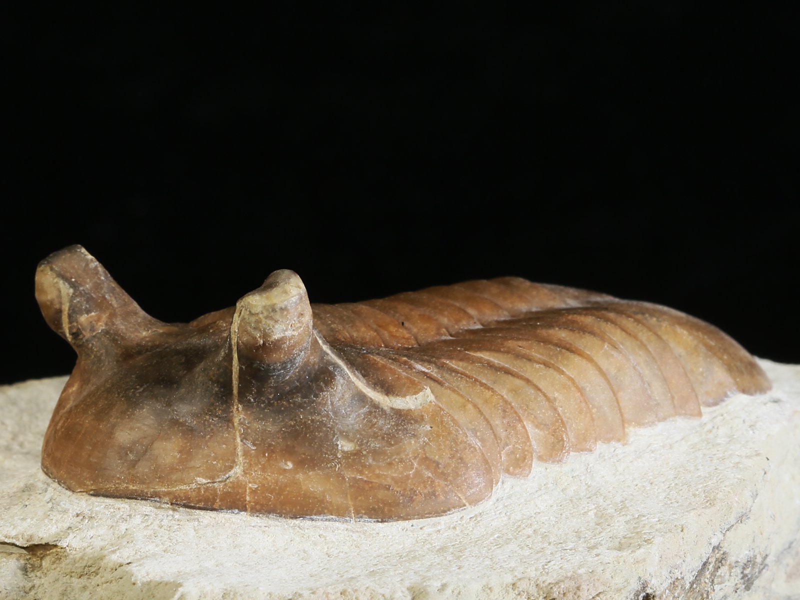 ap 10983 5 Asaphus punctatus LESSNIKOVA 1952 - Image 6