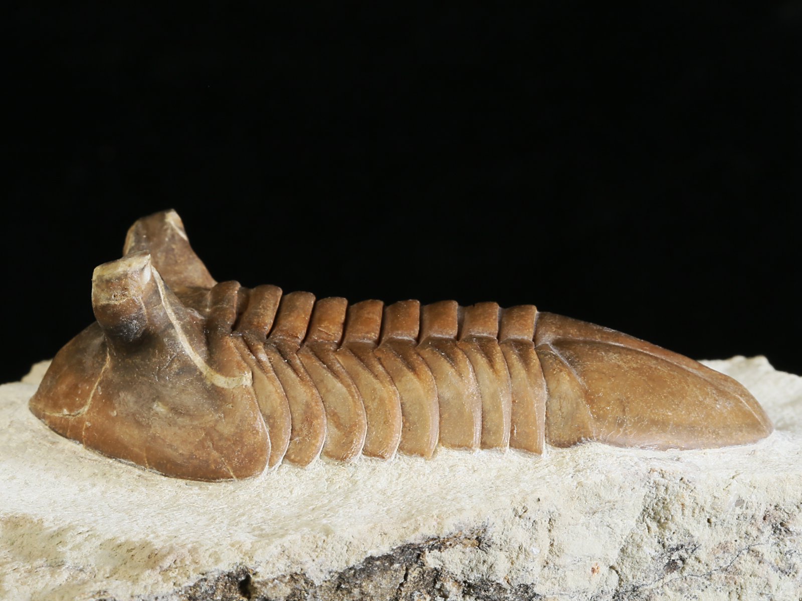 ap 10983 6 Asaphus punctatus LESSNIKOVA 1952 - Image 7