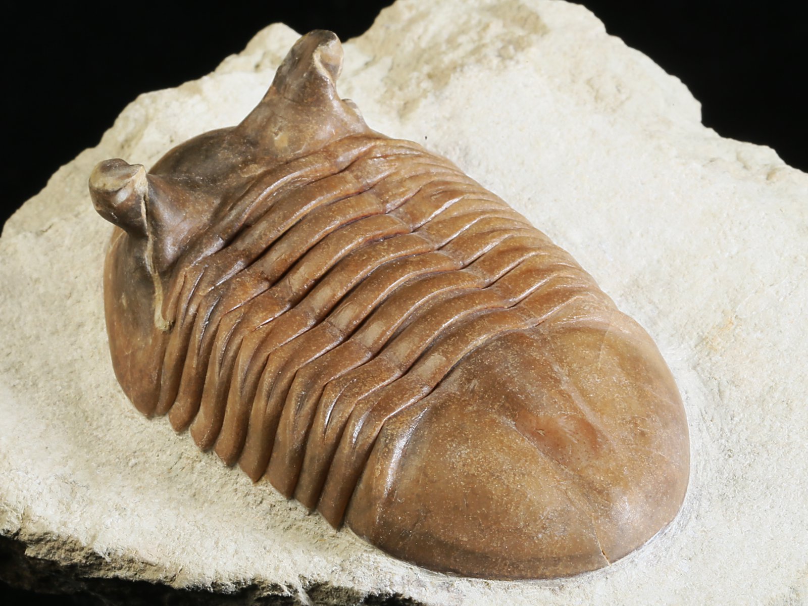 ap 10983 7 Asaphus punctatus LESSNIKOVA 1952 - Image 8